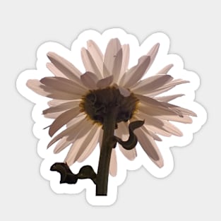 White Daisy Flower Sky Sticker